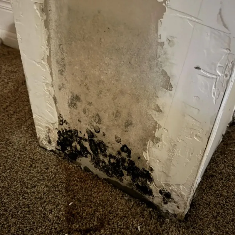 Professional Mold Removal in Bexley, OH
